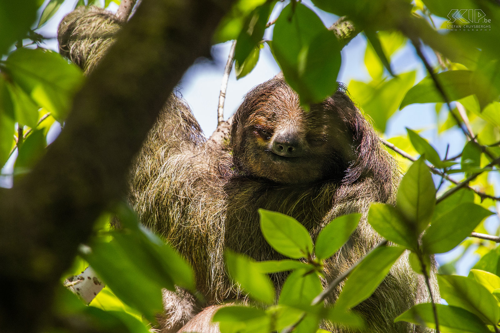 La Selva - Closeup drievingerige luiaard Closeup van een drievingerige luiaard (three-toed sloth, bradypus) die niet zo hoog in een boom hing in de jungle van La Selva. Stefan Cruysberghs